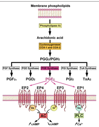 Figure 1). Several studies suggest that PGE 2 is mainly derived from the COX-2 pathway (Brock et al., 1999; Vidensky et al., 2003;