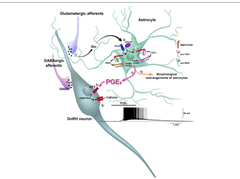 FIGURE 5 | Prostaglandin E 2 acts as a gliotransmitter to stimulate GnRH neuron electrical activity
