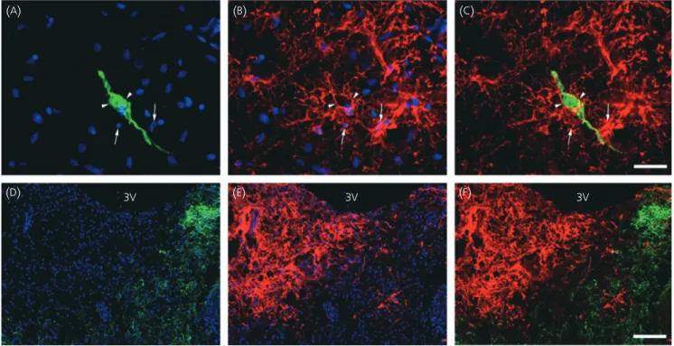 Fig. 2. Anatomical relationship between gonadotrophin-releasing hormone (GnRH)-immunoreactive neurones and glial fibrillary acidic protein (GFAP)-immuno- (GFAP)-immuno-reactive astrocytes in the tuberal region of the human hypothalamus