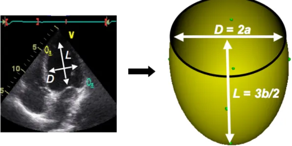 Figure 9: Ellipsoidal model dimensions obtained from echocardiographic measures: a and b are respectively the minor and major axis sizes