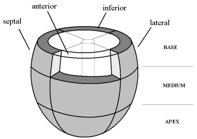 Figure 2: Ventricular model segmentation. The model is composed of 12 segments, corresponding to the septal, lateral, anterior and inferior 