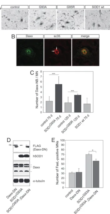 Fig. 5. Daxx activation in lumbar motoneurons of mutant SOD1 mice and its functional relevance in the Fas 兾 NO loop