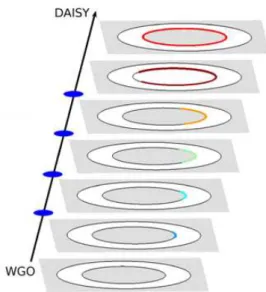 FIG. 11: The transition scenario from WGOs to “daisy or- or-bits” is schematically represented via a graphic showing  suc-cessive regions of the inner wall which can be visited by the electron