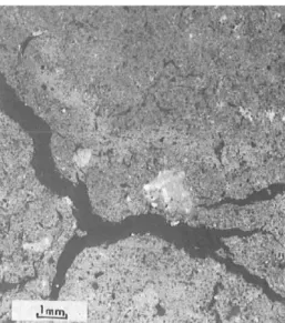 Fig. l : Butser. uncultivated plot under grassland : a bird feet-shaped fissure.