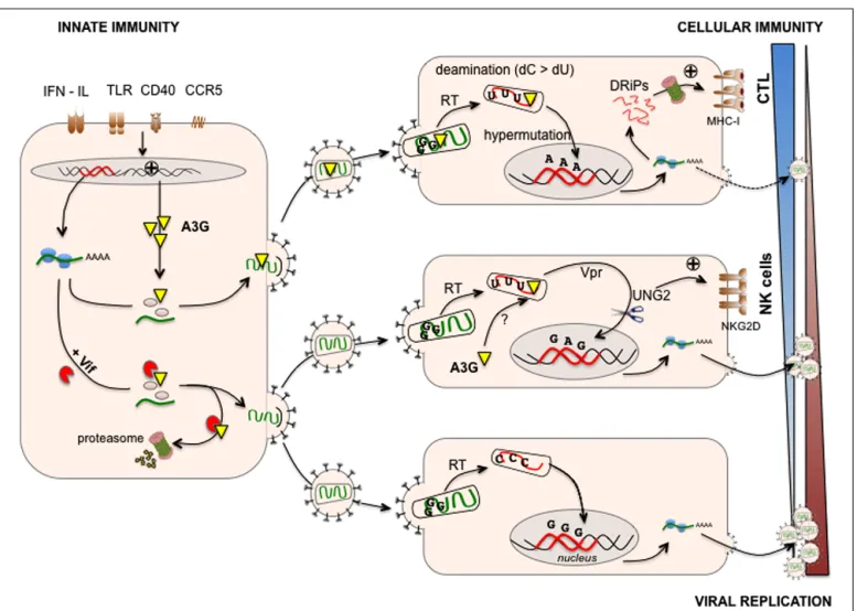 FIGURE 1 | APOBEC3G links innate/intrinsic immunity with adaptive cellular immunity. A3G is expressed at various levels in human immunodeﬁciency virus (HIV) infected cells and can be induced upon viral sensing by Toll-like receptors (TLR), triggering of CD