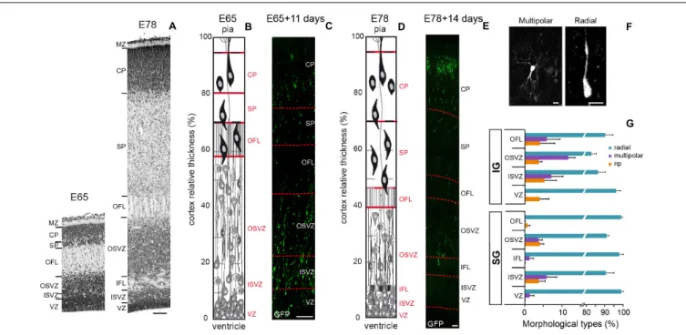 FIGURE 1 | (A) Transects of Area 17 at E65 (left) and E78 (Right). (B) Area 17 cellular organization at E65