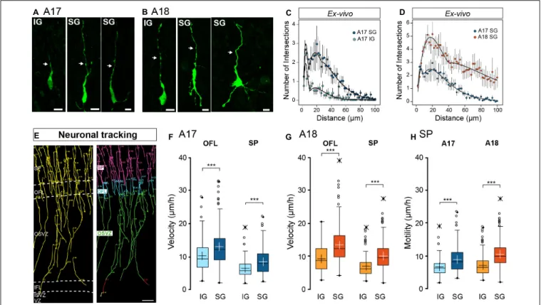 FIGURE 2 | (A,B) Characteristic neuronal morphology of A17 (A) and A18 (B) IG and SG in the SP revealed by GFP immunolabelling