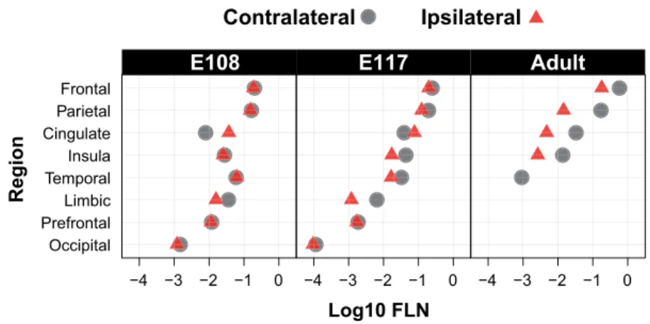 Figure 7. Relative strength of contralateral and ipsilateral projections across ages. Note the relative similarity of projection weights across all ages, the increasing differences in weights of contralateral and ipsilateral projections with age and the co