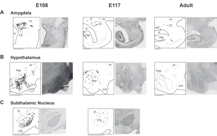 Figure 8.Subcorticospinal projections at E108, at E117, and in the adult. Parasagittal sections of the left hemisphere showing the distribution of contralateral subcortical neurons (black dots) projecting to the spinal cord from the amygdala (A), the hypot