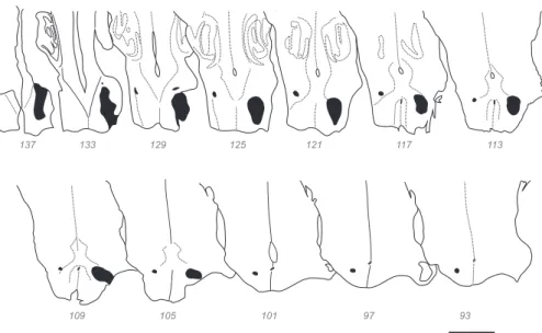 Figure 2. E108 Injection site. Horizontal sections of the upper spinal cord and medulla with the uptake zone of the injection site indicated in black