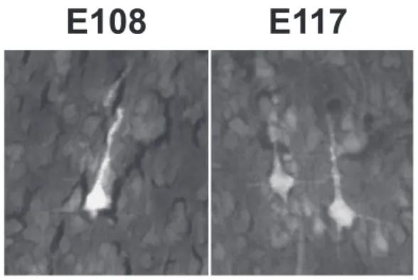 Figure 4. Exemplar pyramidal-shaped CS back-labeled neurons in layer 5 of the motor cortex (presumptive F1) in the E108 and E117 fetuses