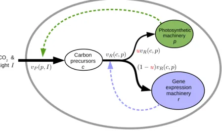 Figure 1: Scheme of the coarse-grained model to represent photoacclimation in microalgae