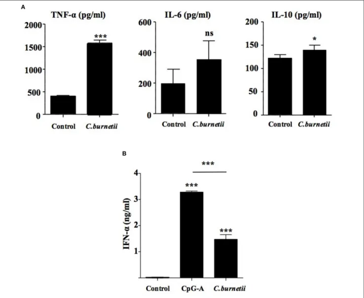 FIGURE 2 | Coxiella burnetii induces an interferon-like response by pDCs. TNF-α (left panel), IL-6 (middle panel), IL-10 (right panel) (A) and IFN-a (B) were quantified by ELISA immunoassay in supernatants of purified pDCs stimulated with heat-inactivated 