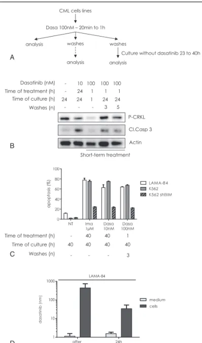 Figure 1. A short-term treatment with high doses of dasatinib induces a Bim-dependent apoptosis