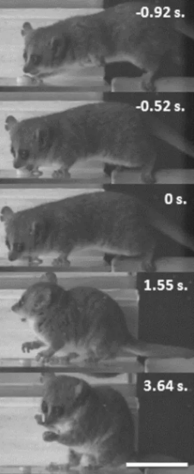 Figure 4. Lateral view of food prehension and manipulation in   M. murinus (small food size)