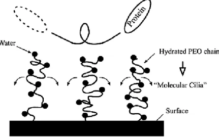 Figure I. 13. Mécanisme d ’anti -fouling par « cils moléculaires » sur la  surface revêtue par PEG  [82]