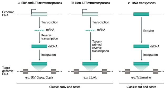 Fig. 1. Transposable element classes and their intermediates. Since the end of the 1980s,  transposable  element  (TE)  classification  has  evolved  continuously 207-209 