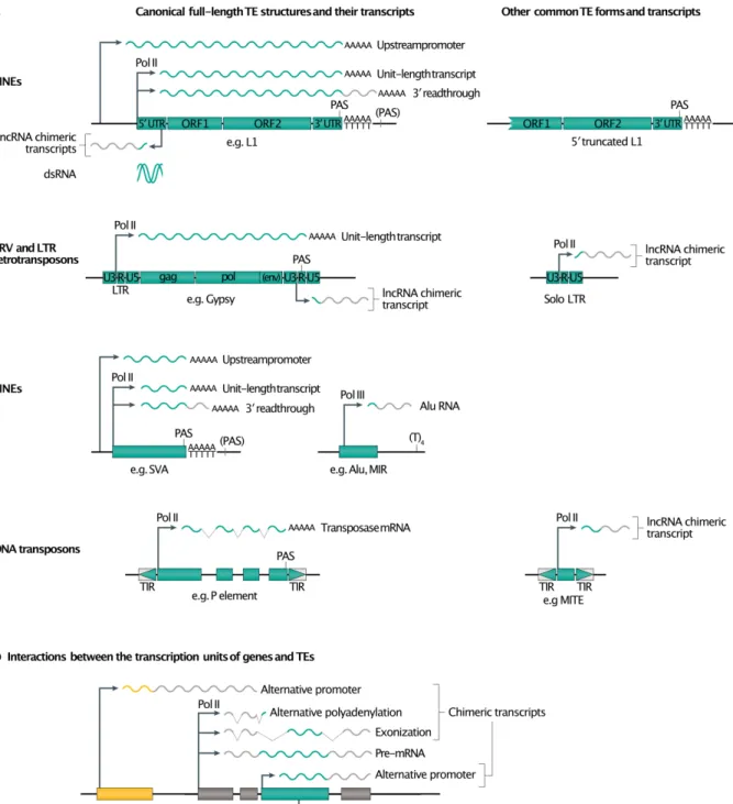 Fig. 3. Origins of TE-derived transcripts. a. The left panel shows the different transcriptional  units  for  the  main  TE  families  and  the  different  structures  of  their  transcripts