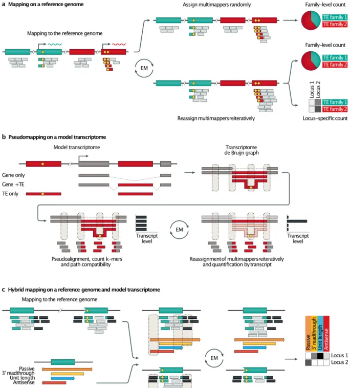 Fig. 5. Recent strategies to measure TE expression from RNA-seq data. (a) Mapping on  a reference genome