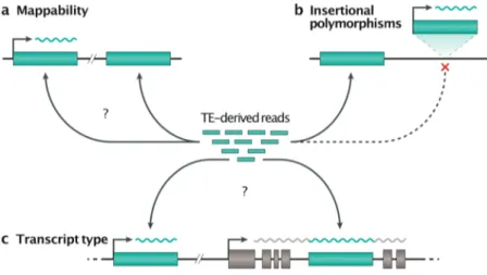 Fig.  6. Challenges associated with the study of TE transcription. TE transcriptional studies  are facing three major difficulties: (a) mappability, (b) polymorphisms, and (c) transcript type