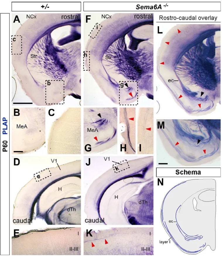 Figure 7. PLAP Staining Reveals Potential Recovery Pathways of Visual TCAs in Sema6A / Adult Brains All sections are coronal.