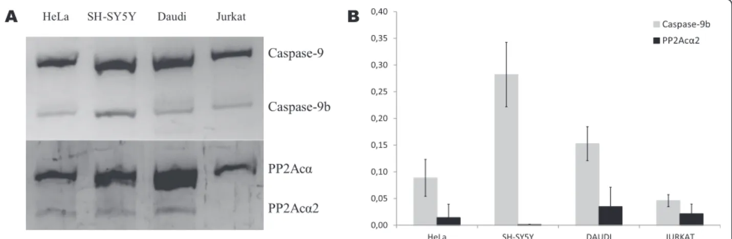 Fig. 1 Analysis of Caspase-9b and PP2Ac α 2 in several cancer cell lines. a. Conventional PCR analysis of cancer cell lines showing Caspase-9 and PP2Ac α full length and spliced variants expression
