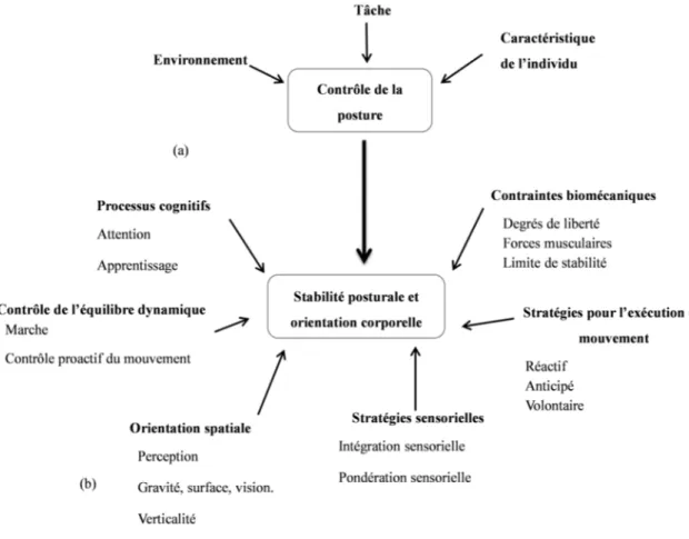 Figure 1: Illustration des interactions entre, (a) environnement, tâche et les caractéristiques de  l’individu  (Shumway-Cook  and  Woollacott,  2007)  et  (b)  les  facteurs  cognitifs,  sensoriels,  moteurs et biomécaniques (Horak, 2006) intervenant  dan