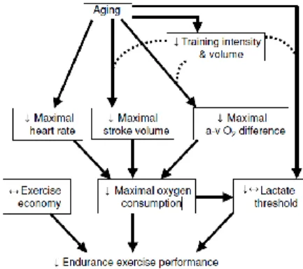Figure 1 : Facteurs et mécanismes physiologiques contribuant au déclin des performances avec le vieillissement chez  des sujets en bonne santé (Tanaka et Seals 2008)