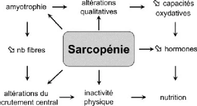 Figure 13 : Représentation schématique des multiples facteurs à l'origine de la sarcopénie (Vandervoort, 2002)