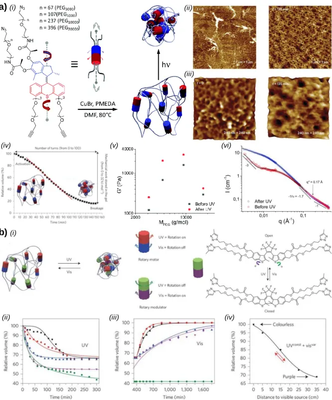 Figure 10. a) (i) Chemical structure of the motor-polymer conjugate with varying PEG sizes,  its  polymerization  in  a  covalent  polymer  network  under  click  chemistry  conditions  and  schematic representation of its contraction upon UV light irradia