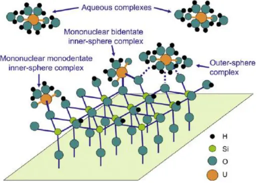 Figure I.7.  Complexes de sphère interne et de sphère externe à la surface d’une silice 49 