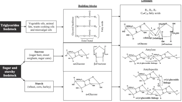 Figure 1-10 : Sources et compositions de triglycérides et des glucides/carbohydrates [2]