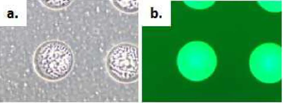 Figure   S2   White   light   (a)   and   fluorescent   (b)   images   of   BSA ‐ FITC/fibronectin   spots