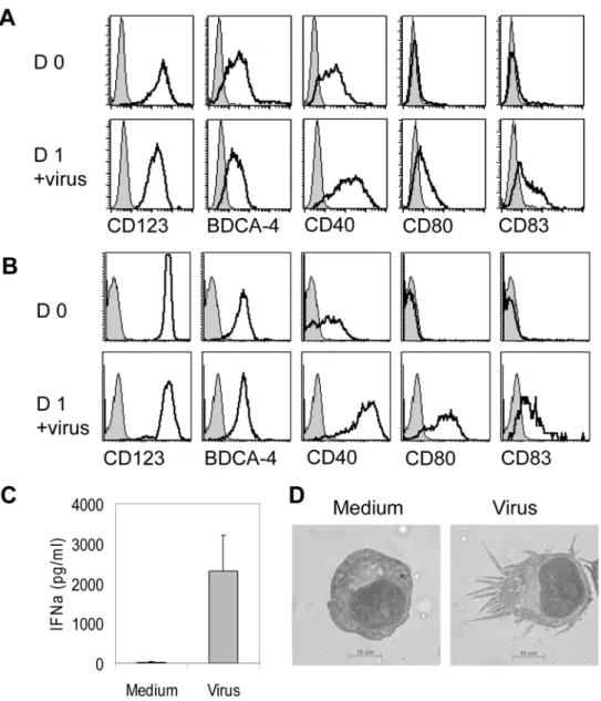 Figure 1. Characterization of the GEN3 plasmacytoid dendritic cell line. The LPDC-derived cell line GEN3 or primary purified PDC were incubated for 18 hours in the presence of formaldehyde-inactivated influenza virus