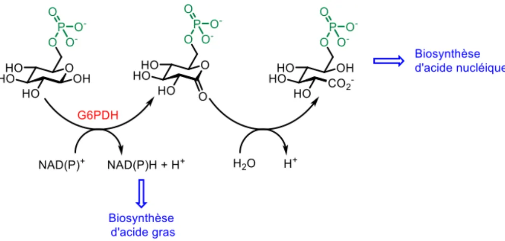 Figure 27 Biosynthèse d’acide gras et d’acides nucléiques mettant en jeux la GP6DH 