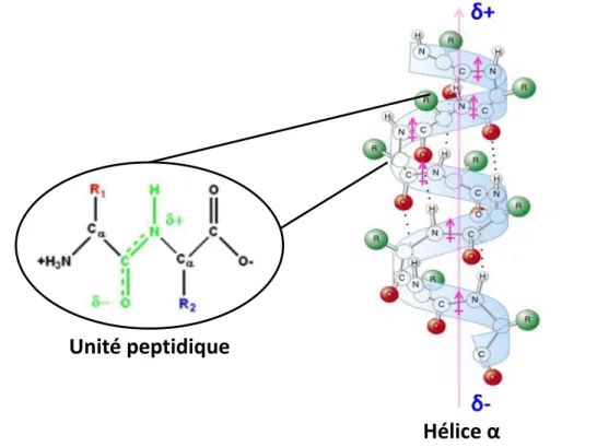 Figure 6. Trajectoire de l’hélice α illustrant l’orientation des dipôles peptidiques ; l’extrémité  positive du dipôle est localisée au niveau de l’extrémité N-terminale et l’extrémité négative se 