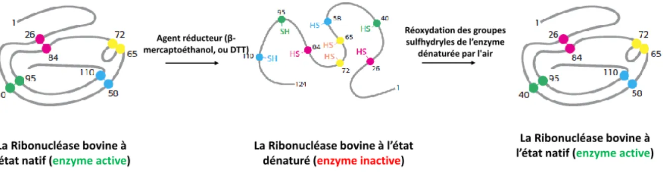 Figure 23. Effet des substances chimiques sur l’activité enzymatique de la ribonucléase  bovine (d'après Berg et al., 2012) 