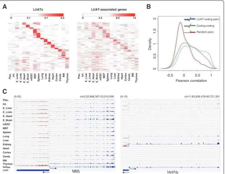 Figure 4 Co-expression of LUAT and associated genes. A) Left panel: heatmap of expression profiles of LUATs in the 17 indicated tissues.