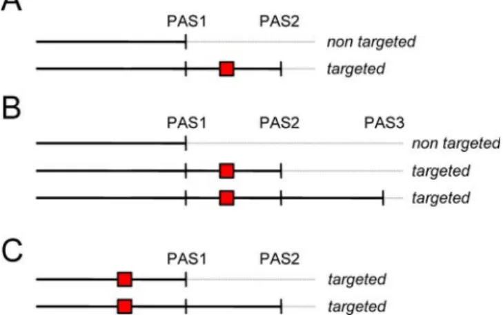 Figure 2 shows that there is no such preference. The numbers of potential miRNA targets and overall conserved 7-mers present in 39 UTR sections delimited by 2, 3, or 4 poly(A) sites are shown