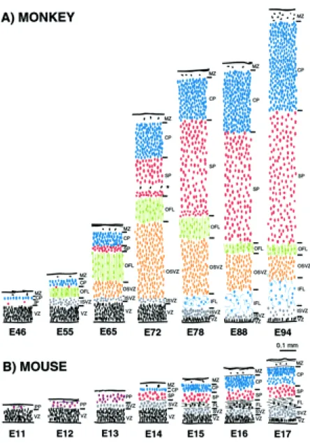 Figure 8. Comparison of histological sequences in mouse and monkey telencephalic  wall