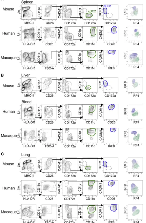 Figure 4. Defining cDC Subsets in Mouse, Human, and Macaque Using Similar Gating Strategies in Different Tissues