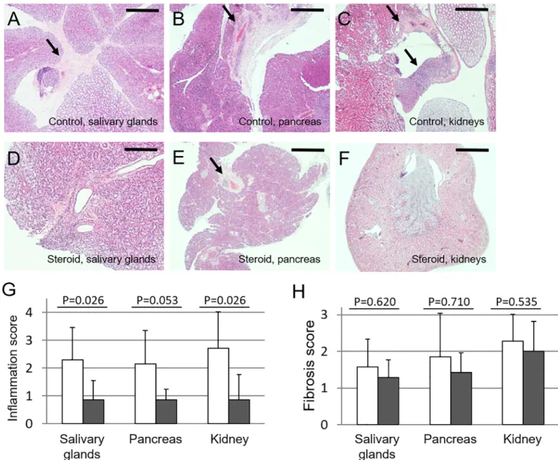 Fig 5. Effect of corticosteroid treatment from 7 to 8 weeks of age on Lat Y136F knock-in mice