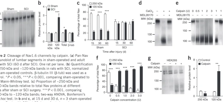 Figure 2  Cleavage of Nav1.6 channels by calpain. (a) Pan-Nav   immunoblot of lumbar segments in sham-operated and adult   rats with SCI (60 d after SCI)