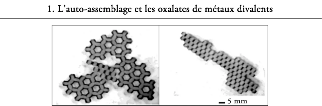 FIG. 1.5 -.Structures millimétriques issues de l’auto-assemblage de plaquettes hexagonales  à faces différenciées en hydrophobicité (d’après Bowden et al