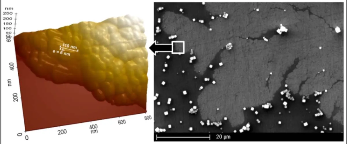 FIG. 2.7 - Images MEB (à droite) et AFM (à gauche) de la couche de nanoparticules  coexistant avec les particules micrométriques de CuC 2 O 4  Aq-p