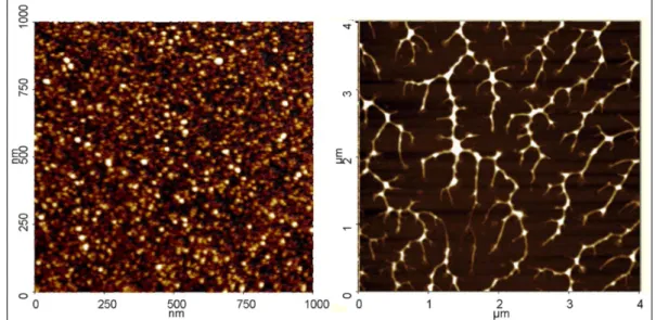 FIG. 2.8 -  Images AFM de nanocristaux de CuC 2 O 4  Aq-p déposés sur un substrat de  verre (à gauche) et sur un substrat revêtu d’une monocouche moléculaire alkyle (à droite)