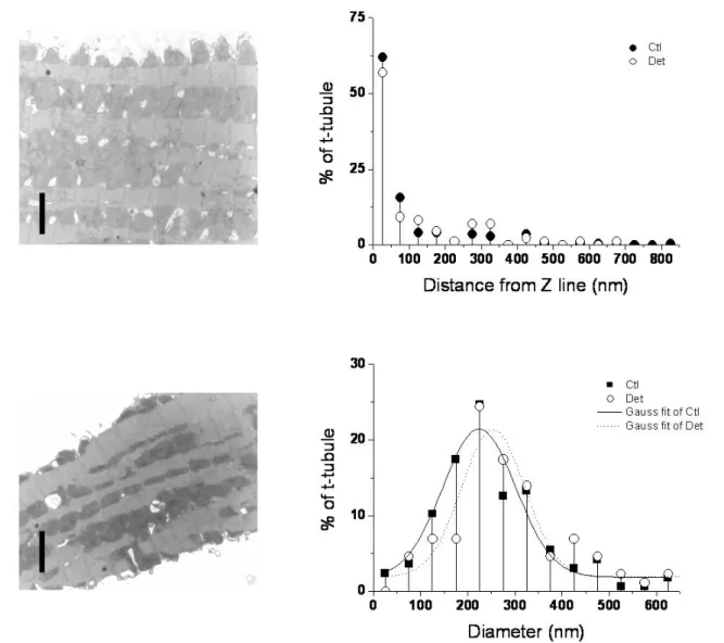 Figure 2. Left: representative transmission EM images of control (top) and detubulated (bottom)  rat ventricular myocytes