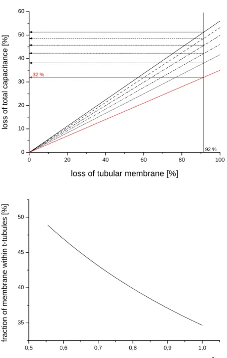 Figure 4. Top: Relation between loss of tubular membrane and loss of total capacitance for  different values of specific capacitance of tubular membrane in models with 56 % and 49 % of  membrane within t-tubules
