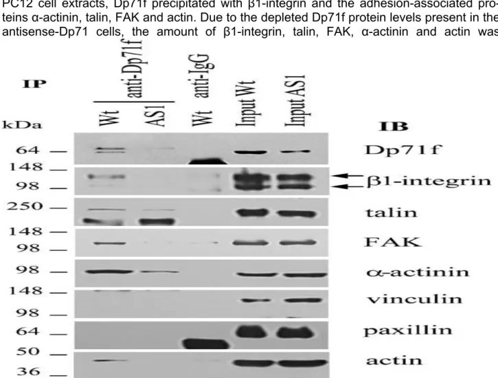 Figure 4. Dp71f  interacts in vivo  with β1  integrin and the  adhesion-associated proteins in  the  PC12  cells