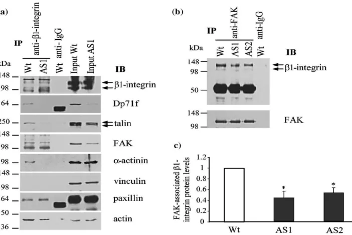 Figure 5.  Dp71f  deficiency causes a marked reduction of the  β1 integrin  adhesion complex in  the  PC12  cells